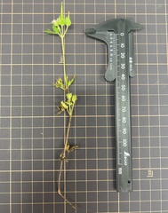 Geranium carolinianum