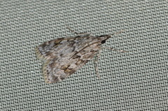 Scoparia basistrigalis