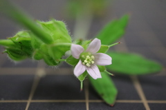 Geranium carolinianum