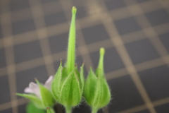 Geranium carolinianum
