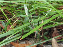 Glycine cyrtoloba