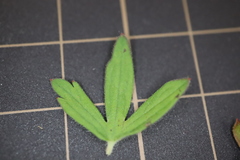 Geranium carolinianum