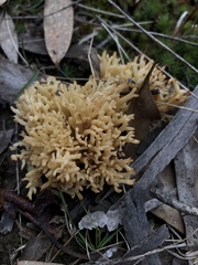 Ramaria lorithamnus