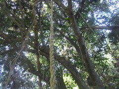 Secamone gerrardii