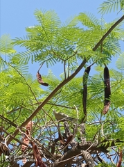 Streptopelia decaocto
