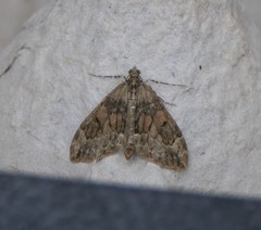 Thera britannica