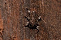 Poropterus bisignatus