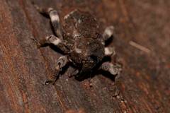 Poropterus bisignatus