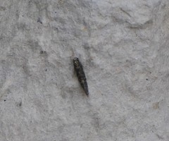 Agraylea multipunctata