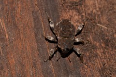 Poropterus bisignatus