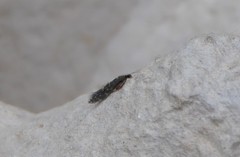 Agraylea multipunctata