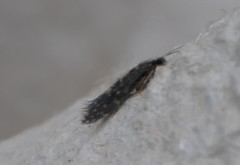 Agraylea multipunctata