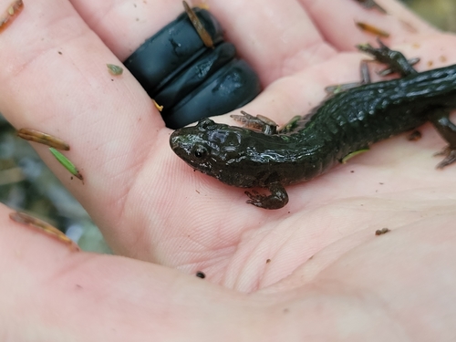 Northern Dusky Salamander, Northport, ME 04849, USA, photo 9 of 10