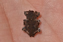 Poropterus bisignatus