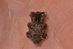 Poropterus bisignatus