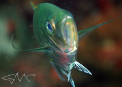 Craterognathus plagiotaenia