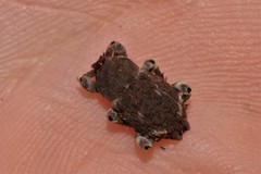 Poropterus bisignatus