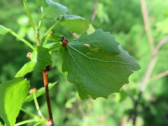 Eriophyes diversipunctatus