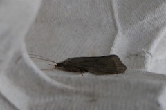 Hydropsyche contubernalis