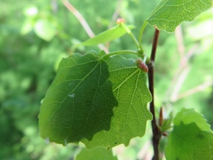 Eriophyes diversipunctatus