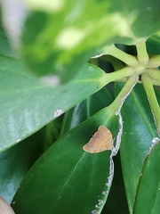 Choreutis achyrodes