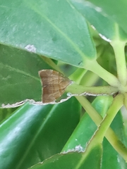 Choreutis achyrodes
