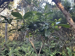 Melicope clusiifolia