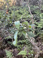 Melicope clusiifolia