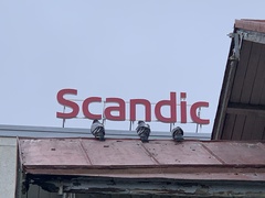 Columba livia domestica