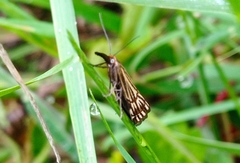 Chrysocramboides craterella