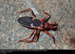 Acanthaspis ruficeps