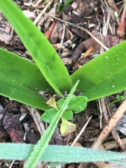 Colchicum eucomoides