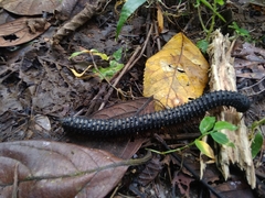 Eucentrobolus tamulus