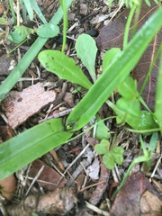 Colchicum eucomoides