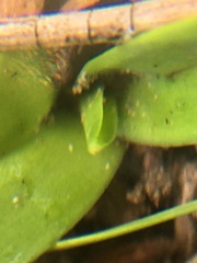 Colchicum eucomoides