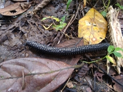 Eucentrobolus tamulus