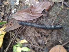 Eucentrobolus tamulus