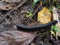 Eucentrobolus tamulus