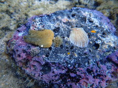 Isognomon perna