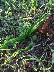 Colchicum eucomoides