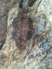 Speiredonia