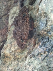 Speiredonia