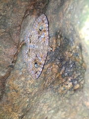 Speiredonia