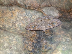 Speiredonia