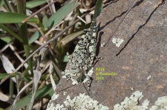 Leuronotina