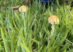 Psilocybe chuxiongensis