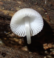 Mycena carmeliana