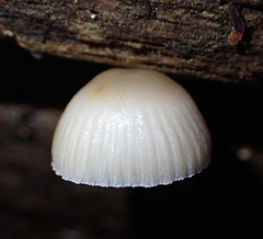 Mycena carmeliana