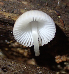 Mycena carmeliana