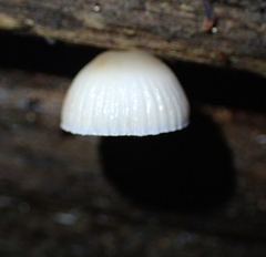 Mycena carmeliana